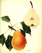 The figure shows a large pear of turbinate shape, yellow skin flushed red, and a sectioned pear. Pears of New York p.208, 1921.