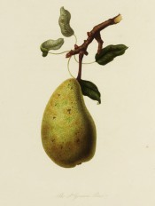 The pear figured is uneven in shape, long and pyramidal, the skin yellowish with russet spots. Pomona Londinensis pl.5, 1818.