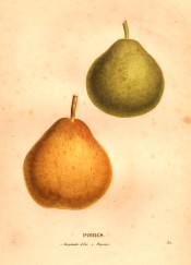Figured are 2 pears, one green and round in shape the other yellow and more pyriform. Saint-Hilaire pl.32, 1828.