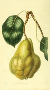 Figured is a knobbly, irregular pear with yellow, mottled skin. Pomological Magazine t.14, 1828.