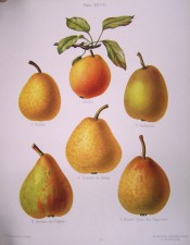 Figured are 6 pears, mostly roundish, green or yellow skin, streaked or mottled with russet. Herefordshire Pomona pl.28, 1878.