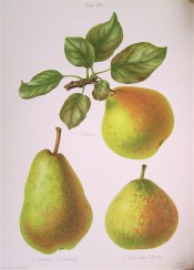3 pears are figured, 2 are rounded in shape, skin green flushed red, the third is uneven, pyriform and green. HP pl.15, 1878.