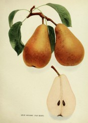 Figured are pyramidal pears, 1 sectioned. skin yellow with dots and streaks of russet. Pears of New York p.190, 1921.