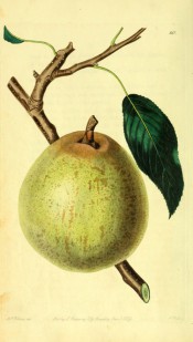 The pear figured is almost round, slightly oblong, the skin pale green with spots and streaks of cinnamon. PM t.60, 1829.