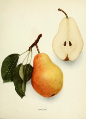 Figured is an irregular, pyramidal pear with yellow skin flushed red, + a sectioned pear. Pears of New York p.124, 1921.