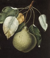 The pear figured is almost round with a very narrow neck, and green in colour. Pomona Britannica pl.80, 1812.