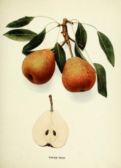 Shown are two pears, almost oval, with greenish-yellow skin heavily speckled with russet. Pears of New York p.234, 1921.