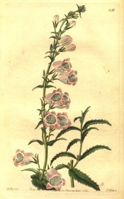 Figured are toothed lance-shaped leaves and long spike of bell-shaped, pink flowers.  Botanical Register f.1138,1828.