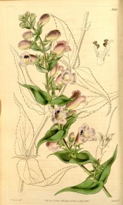 Figured are toothed lance-shaped leaves and long spike of bell-shaped, pink flowers.  Curtis's Botanical Magazine t.3884, 1841.