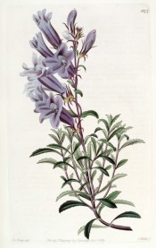 Figured are toothed, lance-shaped leaves and vase-shaped lilac flowers.  Botanical Record f.1277, 1829.