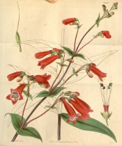 Illustrated are lance-shaped leaves and drooping scarlet tubular flowers.  Curtis's Botanical Magazine t.3661, 1838.