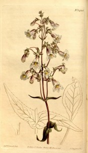 Figured are lance-shaped, toothed leaves and tubular, pale violet flowers.  Curtis's Botanical Magazine t.1425, 1811.