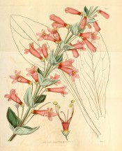 Illustrated are ovate leaves and scarlet, narrowly-tubular flowers.  Curtis's Botanical Magazine t.3472, 1836.