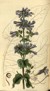 Illustrated are broad, ovate leaves and blue flowers tinged with purple.  Curtis's Botanical Magazine t.2903, 1829.