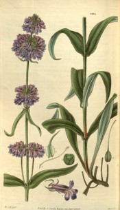 Figured are lance-shaped leaves and narrow spike of small, purplish-blue flowers.  Curtis's Botanical Magazine t.2954, 1829.