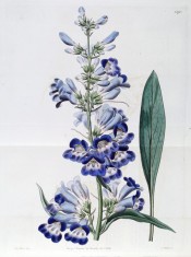 Illustrated is a lance-shaped leaf and raceme of bright blue flowers.  Botanical Register f.1270, 1829.