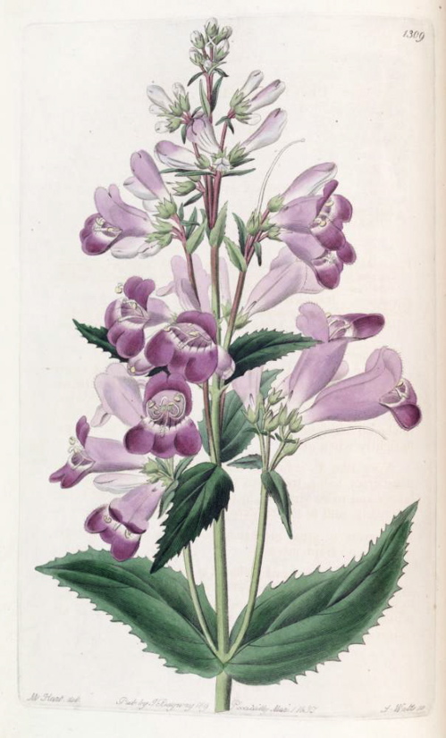 Hortus Camdenensis | Penstemon venustus Dougl.