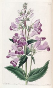 Shown are toothed leaves and a panicle of tubular, funnel-shaped pale violet flowers.  Botanical Register f.1309, 1830.