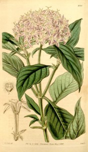 Figured are oblong-lanceolate leaves and dense corymb of pink flowers.  Curtis's Botanical Magazine t.4086, 1844.