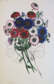 This beautiful picture shows a bouquet of cinerarias in shades of white, red and blue.  Paxton's Magazine of Botany p.149, 1845.