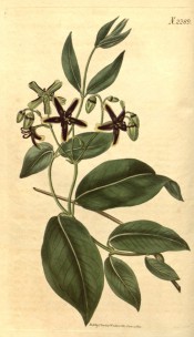 Figured are glossy ovate leaves and corymbs of green and purple star-like flowers.  Curtis's Botanical Magazine t.2289, 1822.