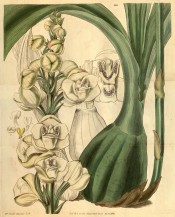Figured are pseudo-bulbs, plicate leaves and white flowers, spotted lilac on the lip.  Curtis's Botanical Magazine t.3116, 1831.