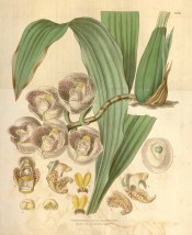 Figured are plicate leaves and pendulous raceme of white, purple-spotted flowers.  Curtis's Botanical Magazine t.3479/1836.