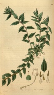 Illustrated are the ovate leaves and axillary, bell-shaped white flowers.  Curtis's Botanical Magazine t.3093, 1831.