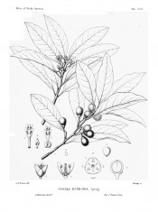 The line drawing shows lance-shaped leaves, small flowers and round fruits.  Silva of North America pl.CCCI, 1895.