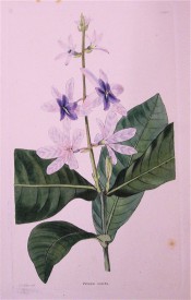 Figured are elliptic leaves and axillary racemes of pink and blue flowers.  Loddiges Botanical Cabinet no.1606, 1830.