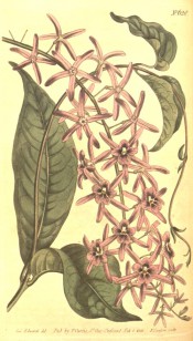 Figured is a climber with elliptic leaves and star-like pink flowers.  Curtis's Botanical Magazine t.628, 1803.
