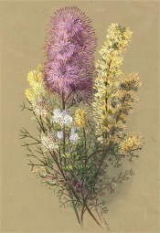The painting shows 4 flowering shrubs with pink, yellow and white flowers.  Ellis Rowan  [url=http://nla.gov.au/nla.pic-an6766367]http://nla.gov.au/nla.pic-an6766367[/url].
