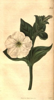 The image shows a shoot with broadly lance-shaped leaves and single white flower.  Curtis's Botanical Magazine t.2552, 1825.