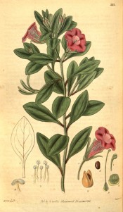 Depicted is an upright plant with ovate leaves and red-purple funnel-shaped flowers.  Curtis's Botanical Magazine t.3113, 1831.