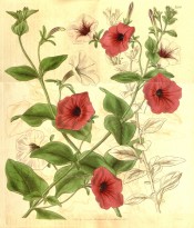 Shown are petunias with funnel-shaped flowers in deep pink, white and pink and white.  Curtis's Botanical Magazine t.3556, 1837.