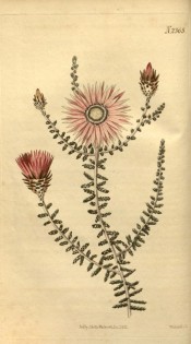 Figured are scale-like leaves, and rose-coloured daisy-like everlasting flowers.  Curtis's Botanical Magazine t.2365, 1822.