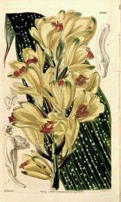 Figured is a white spotted leaf and raceme of yellow flowers with red lips.  Curtis's Botanical Magazine t.3960, 1842.
