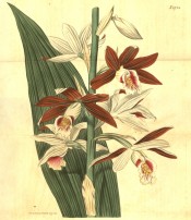 An orchid with lance-shaped leaves and red-brown flowers with pink to purple lips.  Curtis's Botanical Magazine t.1924, 1817.