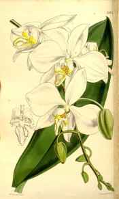 Figured is a leaf and pendant raceme of large white flowers with red-spotted throat.  Curtis's Botanical Magazine t.5184, 1860.