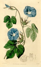 Illustrated are the 3-lobed leaves and sky blue funnel-shaped flowers.  Botanical Register f.85, 1816.