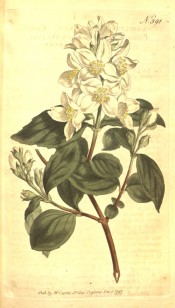 Figured are ovate leaves and raceme of shallowly-cup-shaped white flowers.  Curtis's Botanical Magazine t.391, 1797.