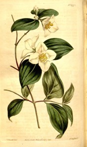 Figured are elliptic leaves and cymes of single white flowers.  Curtis's Botanical Magazine t.1478, 1812.