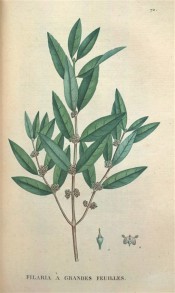 Figured are the elliptic, olive-like leaves and axillary cymes of tiny greenish flowers.  Saint-Hilaire Tr. pl.72, 1825.