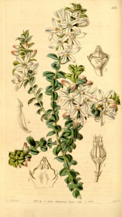 Figured are small, roundish leaves and solitary, pinkish, axillary flowers.  Curtis's Botanical Magazine t.4101, 1844.