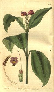 Shown are elliptic leaves and a terminal spike of purplish-red, funnel-shaped flowers. Curtis's Botanical Magazine t.1340, 1830.