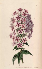 Shown is a flowering shoot with terminal panicle of starry purplish-pink flowers with white edge.  Botanical Register f.5, 1843.