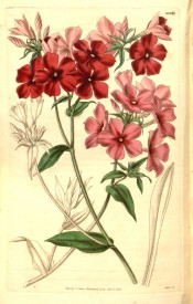 Illustrated are 5-petalled single flowers in shades of red and pink.  Curtis's Botanical Magazine t.3441, 1835.