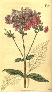 Illustrated are the lance-shaped leaves and panicles of salverform pink flowers.  Curtis's Botanical Magazine t.1880, 1817.