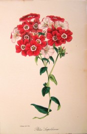 The illustration shows bright red flowers with a white eye.  Paxton's Magazine of Botany p.266, 1847.