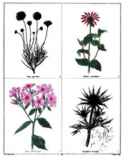 Four plants are depicted, Phlox wheeleriana, with pink flowers is bottom left.  Maund vol.5, no.395, 1834.